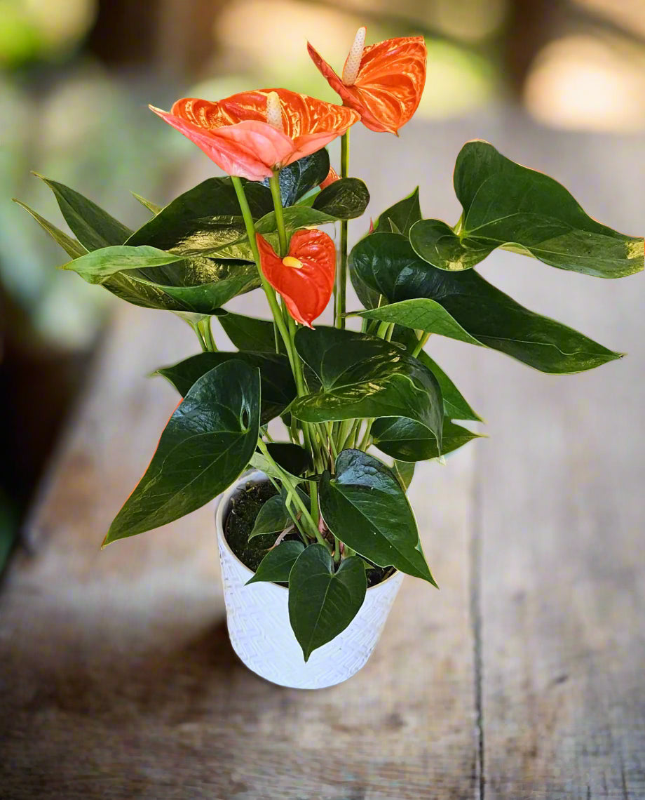 Red Anthurium : IN 79