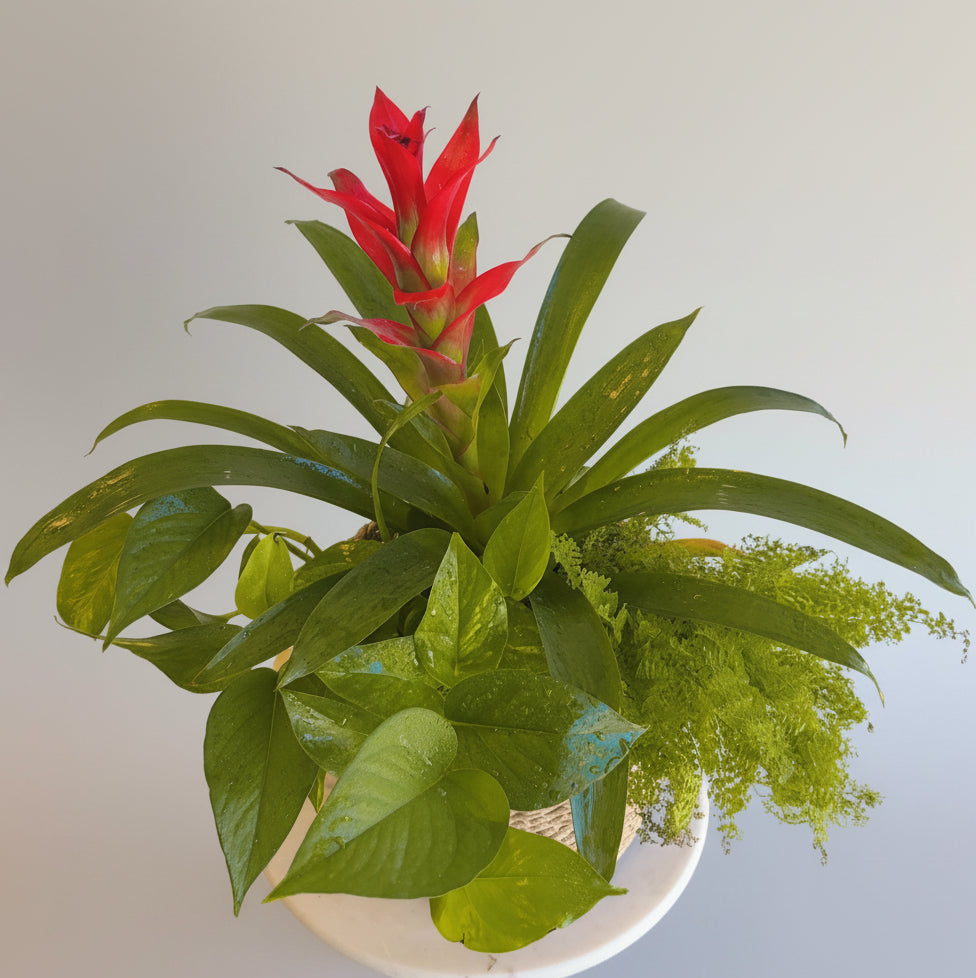 🌿 Bromeliad Plant in