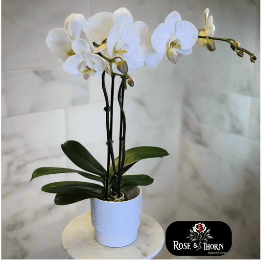 Handcrafted floral bouquet from Rose & Thorn Florist, available in multiple sizes including Standard, Deluxe, and Premium. Fresh flower delivery in Scottsdale, Paradise Valley & Phoenix.