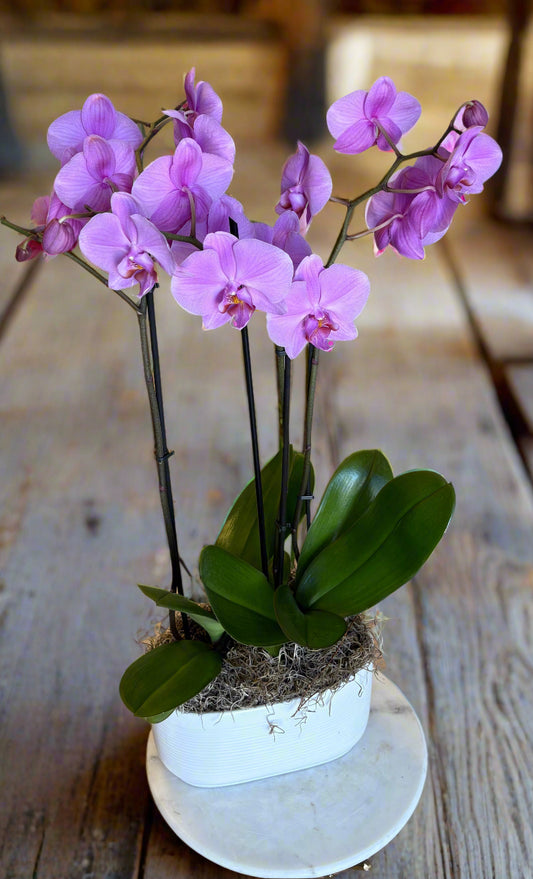 Royal Bloom