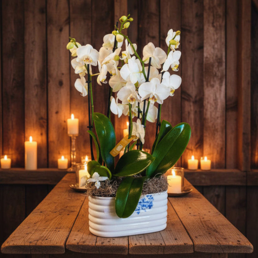 White Diamond IN 206