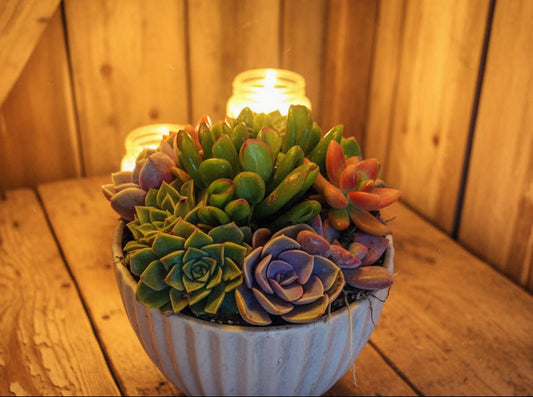 Succulent plant   IN