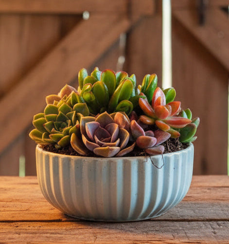 Succulent plant   IN