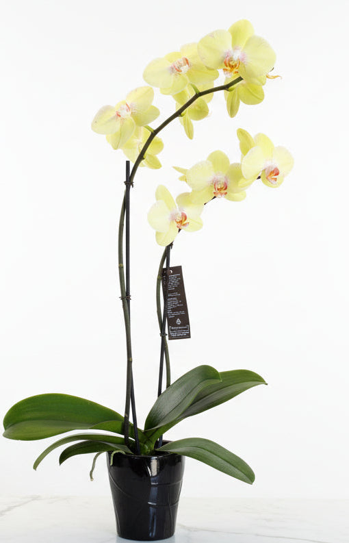 Lime Green 2-Stem Orchid