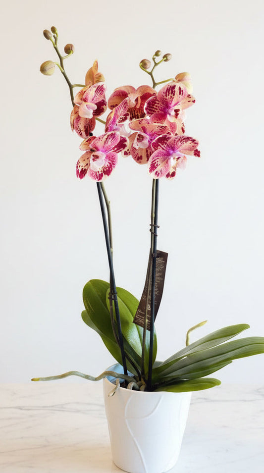 Bright Morning Orchid IN 93