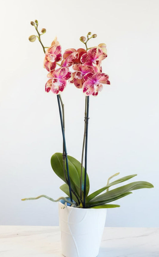 Bright Morning Orchid IN 93