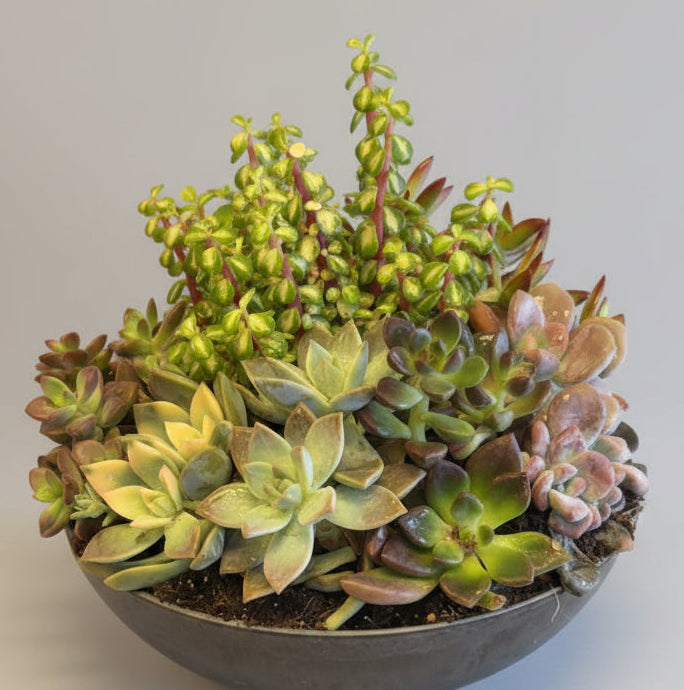 Succulent plant   IN 000