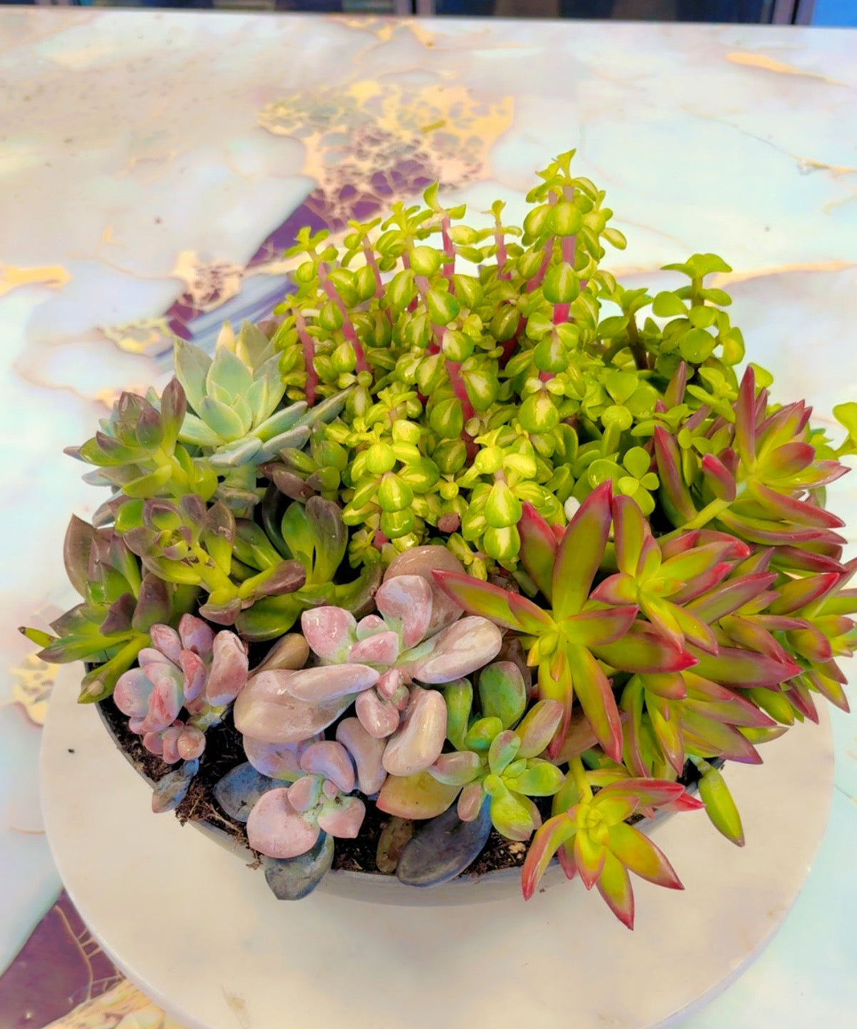 Succulent plant   IN 000