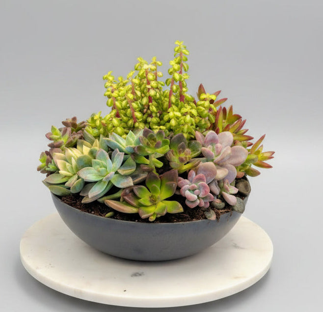 Succulent plant   IN 000