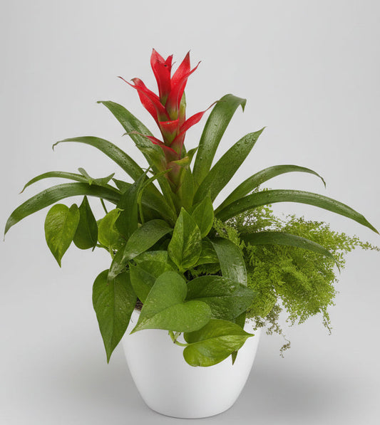 🌿 Bromeliad Plant in