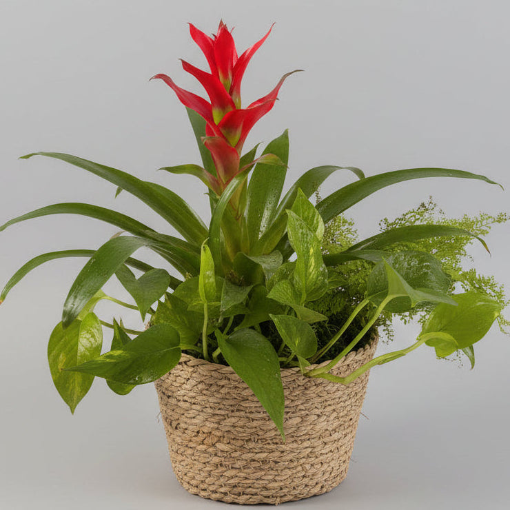 🌿 Bromeliad Plant in